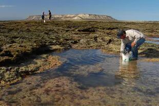 La pesca de pulpitos patagónicos en la zona de Islote Lobos se sigue realizando de manera artesanal, como en tiempos prehispánicos