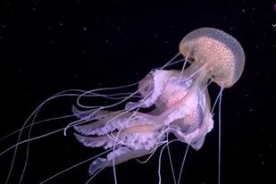 Un fotógrafo registró extrañas criaturas en las profundidades del mar Mediterráneo