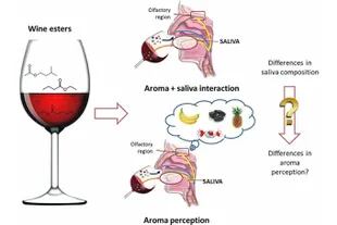 La saliva incluye en la percepción que tiene una persona del sabor frutado del vino