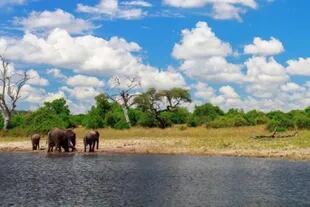 En la franja de Caprivi, en Namibia, existen dos parques nacionales en los que es posible divisar diversas especies de animales, entre ellas, a los elefantes