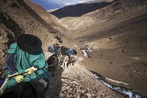 La proeza de cruzar 14.000 cabezas de ganado por la Cordillera