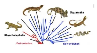 Árbol evolutivo de los tuátaras, lagartijas y serpientes. Durante la época de los dinosaurios, los parientes extintos del tuátara evolucionaron rápidamente, mientras que los lagartos y las serpientes evolucionaron lentamente