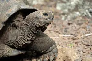 Identificaron una nueva especie de tortuga gigante tras un estudio de ADN