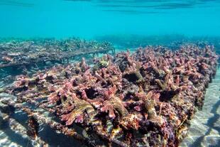 Cuarto premio: "Fragmentos de coral Acropora Robusta en el vivero de coral Ocean Gardener" tomada en East Bali, Indonesia, por Nicole Helgason