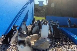 Pingüinos rehabilitados en la Fundación Mundo Marino