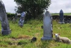 Un rebaño de ovejas descubrió una tumba de casi 150 años de antigüedad