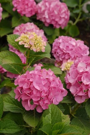 Cómo potenciar el color de las hortensias - LA NACION