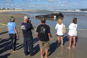 La enorme criatura marina que apareció muerta en una playa de California y causó sorpresa
