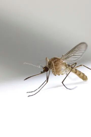 Cómo combatir a los mosquitos sin usar químicos