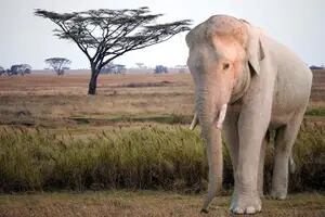 Trivia exclusiva: ¿cuánto sabés sobre el elefante?