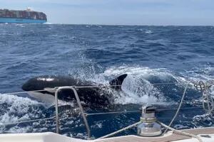 Ella es Gladis, la “ballena asesina” que lidera el grupo de orcas vengadoras que hundió un yate