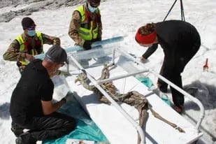 Una cabra congelada durante al menos 400 años ayudará a los científicos a desarrollar métodos avanzados para la conservación de momias