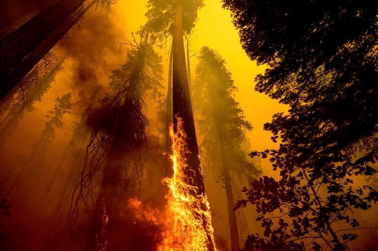 En esta imagen del domingo 19 de septiembre de 2021, las llamas queman un árbol en el Sendero de los 100 Gigantes del Bosque Nacional Secuoya, en California (AP Foto/Noah Berger, File, Archivo)