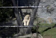 Por la muerte de animales, el zoo porteño vuelve a ser eje de la polémica