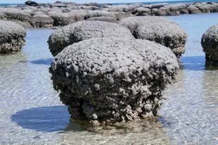 En los estramolitos, como estos ubicados en la costa occidental de Australia, se encuentran antiquísimas cianobacterias que se han mineralizado