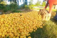 En Corrientes 25.000 toneladas de limones quedarán tiradas en el suelo