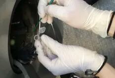 Encuentran una bacteria desconocida en las tapas de los tanques de los autos que podría remediar los suelos contaminados