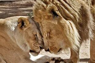 Siempre juntos: sacrifican a dos leones 