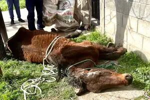 La muerte de un caballo en Tigre expone el drama de la tracción a sangre