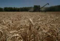 "Mayor sustentabilidad": Aapresid apoyó el trigo tolerante a sequía
