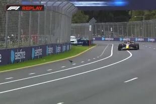 Max Verstappen se encontró con un pájaron en el camino a la salida de una curva y lo esquivó justo a tiempo.