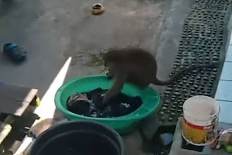 Indonesia: un mono salvaje irrumpe en su patio y se pone a lavar la ropa