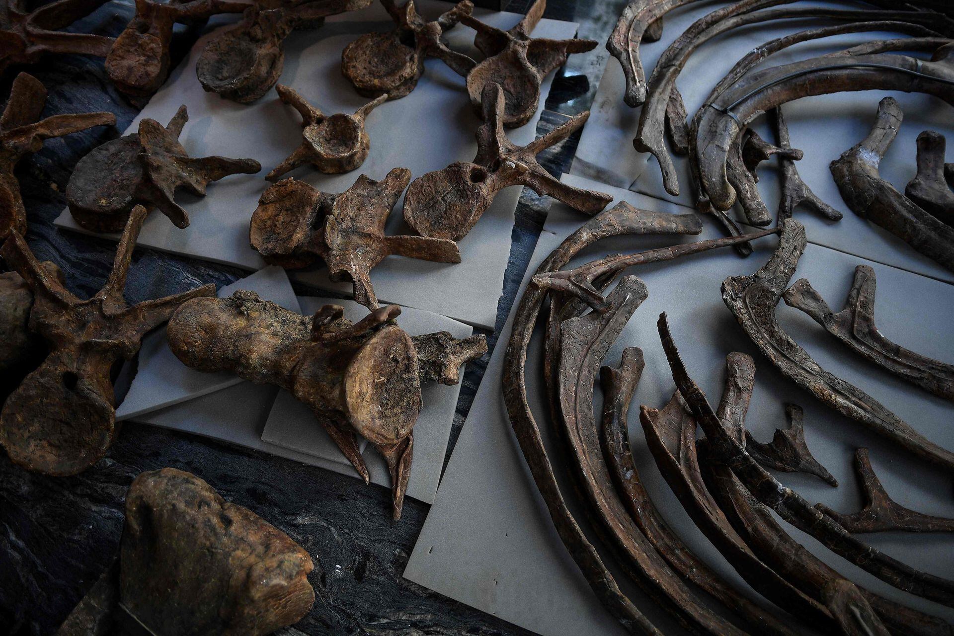 Las costillas y vértebras de un triceratops se ordenan durante su montaje en una galería