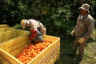 El agosto pasado, la UE había suspendido la importación de naranjas de la Argentina. Ya el mes anterior, los limones habían corrido la misma suerte.