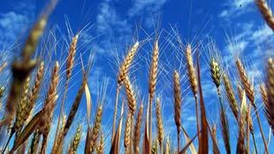La exportación de trigo, ante un trimestre histórico