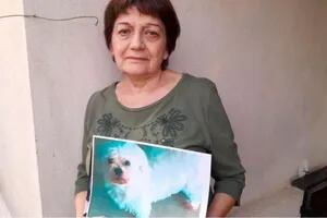 Emotivo reencuentro en Córdoba: le habían robado el auto con su perro adentro y lo buscaba desesperadamente
