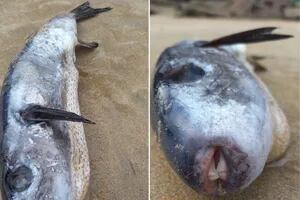 Caminaba por la playa y encontró un pez 1200 veces más mortal que el cianuro