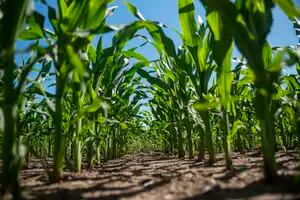 Hay nuevas tecnologías para que la estrategia de nutrición del maíz alcance su objetivo