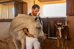 Casas con caballos de polo: el “gancho” para vender lotes a US$17 millones en un proyecto de lujo