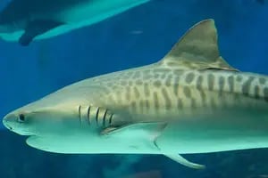Encontraron los restos del bañista ruso en el estómago del tiburón que lo atacó en Egipto