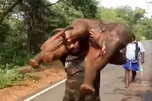 Las imágenes de un hombre cargando a cuestas con una cría de elefante para devolvérsela a su madre se volvieron virales