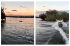 Terror en el lago: un hipopótamo persiguió a una lancha
