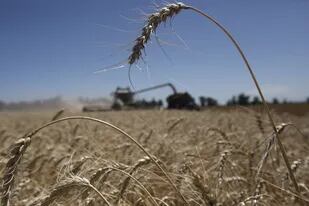 El cereal subió en medio de las tensiones entre Rusia y Ucrania