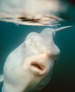El pez luna, también llamado “mola mola”, es un pez con una forma muy extraña: su cuerpo está aplastado lateralmente