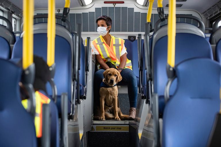 En Alemania planean utilizar a los perros para detectar casos de coronavirus en el transporte público, aeropuertos y espectáculos deportivos