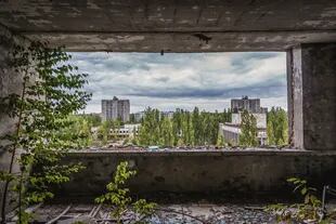 A casi cuatro décadas de la tragedia, en Chernobyl hoy abunda la vida salvaje