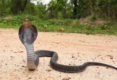 Descubren el secreto evolutivo del cóctel venenoso de la cobra