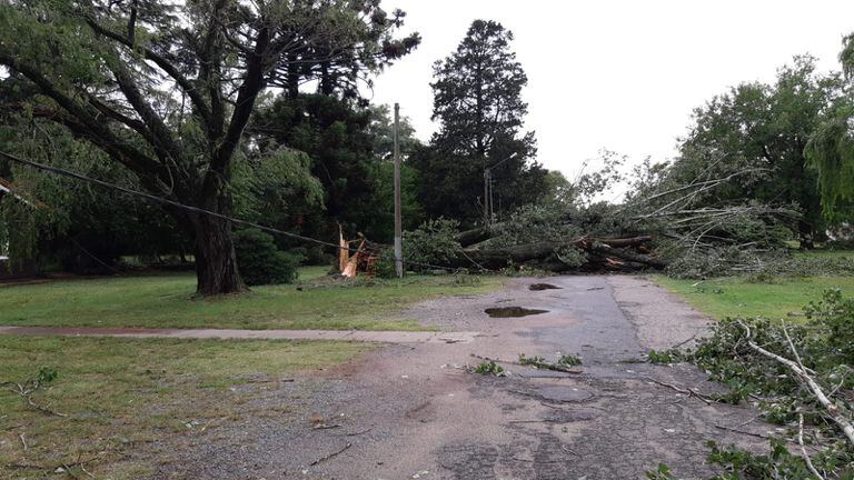 Decenas de árboles caídos fue el saldo del brutal temporal en Pergamino