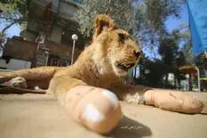 Un zoológico mutiló a una leona para que los visitantes puedan jugar con ella
