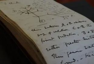 05/04/2022 Una página del cuaderno de Darwin de 1837 que muestra el boceto del Árbol de la vida. POLITICA INVESTIGACIÓN Y TECNOLOGÍA STUART ROBERTS