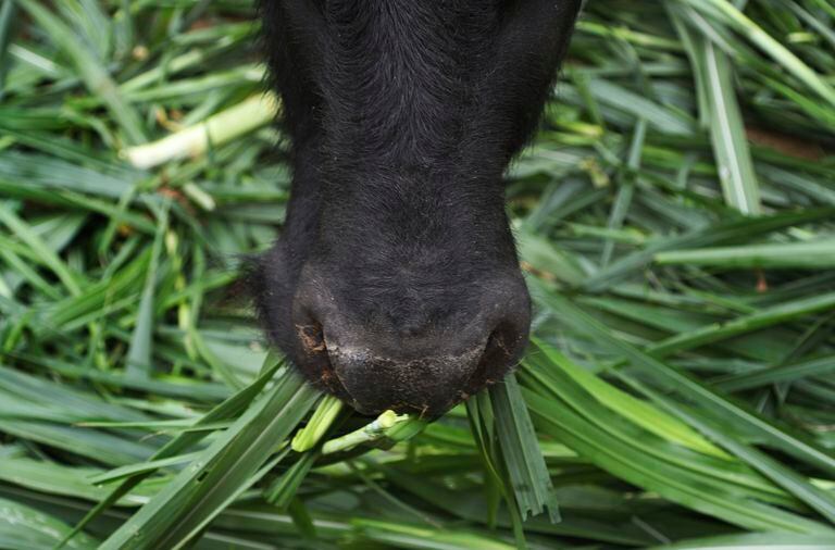 Un búfalo come pasto cultivado en el zoológico Parque de las Leyendas en Lima, Perú, el viernes 14 de mayo de 2021.  (AP Foto/Martín Mejía)