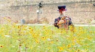 Superbloom, un nuevo sendero de flores en la fosa de la Torre de Londres