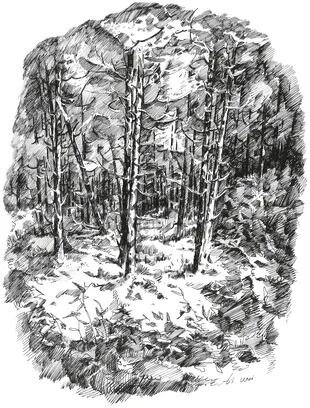 "Bosque" (1977), dibujo utilizado para la cubierta de los "Poemas escogidos de Ai Qing"