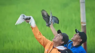 En la actualidad en varios países se siguen celebrando competencias de palomas