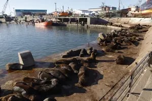 Detectan también gripe aviar en lobos marinos que murieron en Mar del Plata