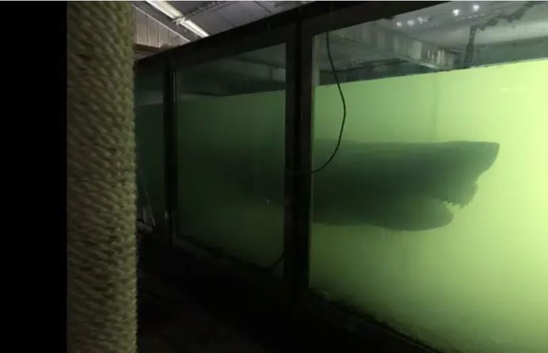 El youtuber australiano Lukie MC encontró al tiburón Rosie en su tanque de formol abandonado en el interior de un parque acuático en una ciudad próxima a Melbourne